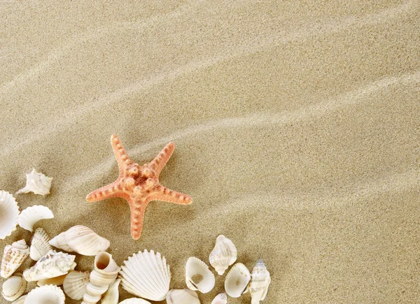 Starfish e conchas em uma praia — Fotografia de Stock