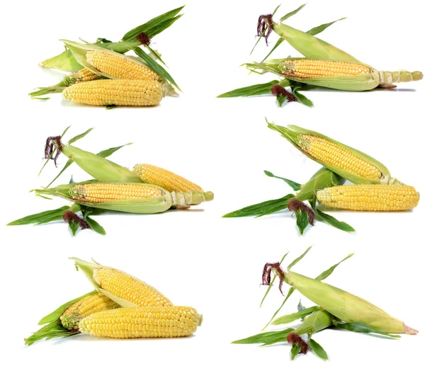 Corn ripe and sweet — Stock Photo, Image
