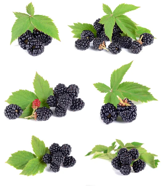 Dojrzałe blackberry z zielonych liści — Zdjęcie stockowe