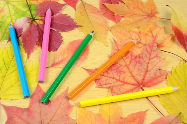 Осенние листья и карандаши — стоковое фото