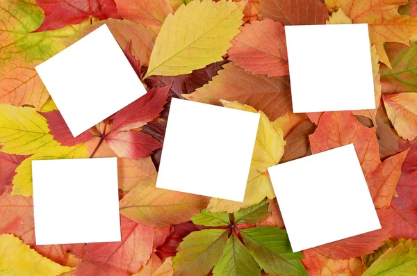 Осенние листья и листы бумаги — стоковое фото