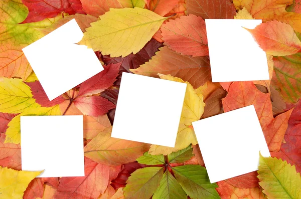 Folhas de outono e folhas de papel — Fotografia de Stock