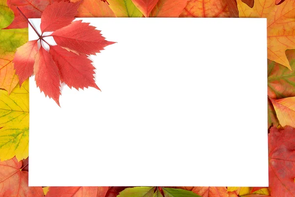 Осенние листья и лист бумаги — стоковое фото