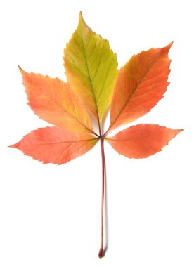 Autumn leaves clipart