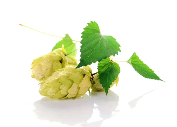 Hop ingredient for beer — Stock Photo, Image