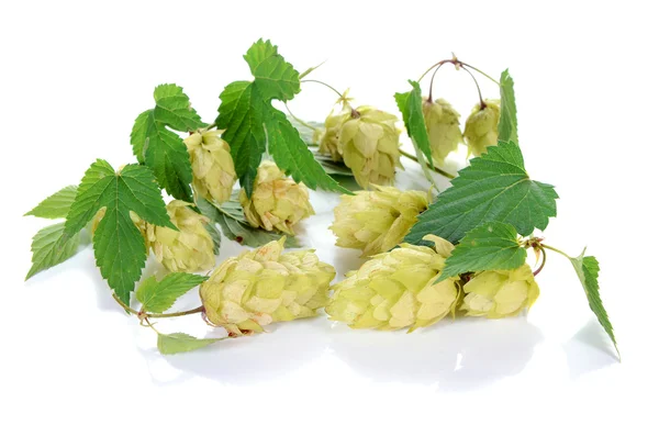 Ingrediente Hop para cerveza —  Fotos de Stock