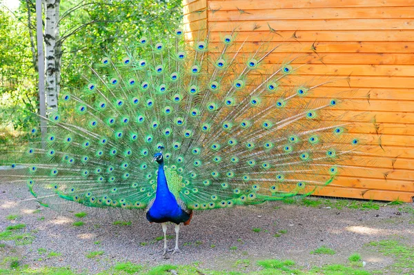 Gallant peacock — Stock Photo, Image