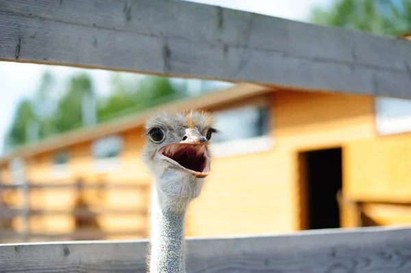 Ostrich talking — Stock Photo, Image