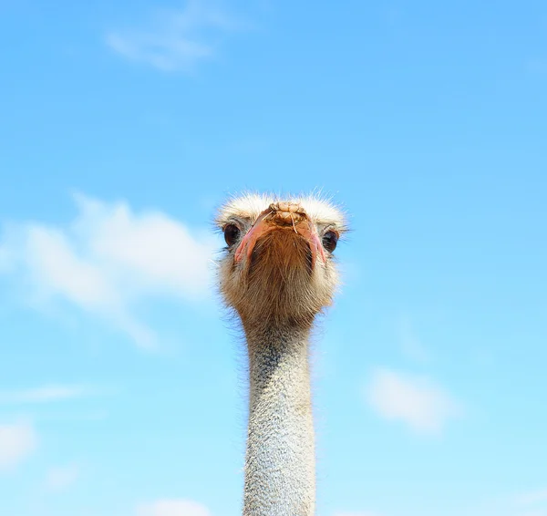 Ostrich in the sky — Stock Photo, Image