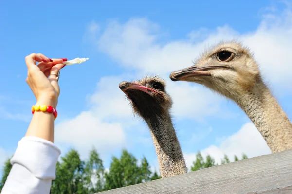 Турист кормит страуса — стоковое фото