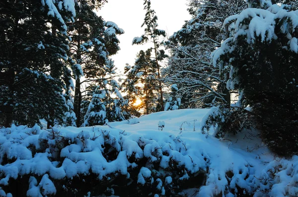 Vintern sunrise — Stockfoto