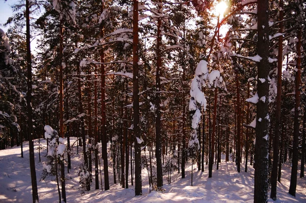 Foresta invernale soleggiata — Foto Stock