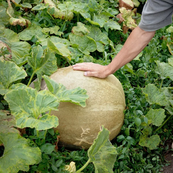 Large pumpkin and hand of a peasant — Stock Photo, Image