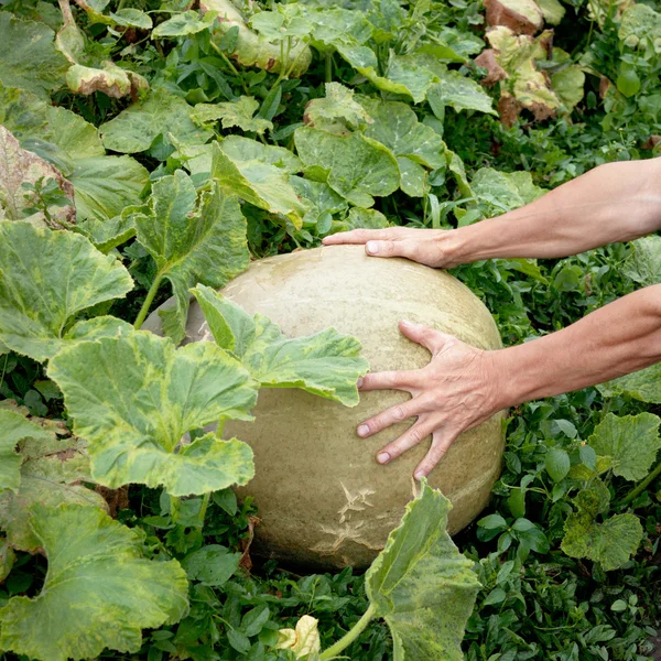 Large pumpkin and hand of a peasant — Stock Photo, Image