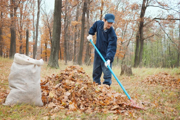 A man collects in a grove of leaves — Stock Photo, Image