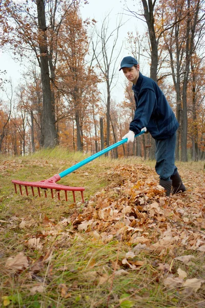 Un uomo raccoglie in un boschetto di foglie — Foto Stock