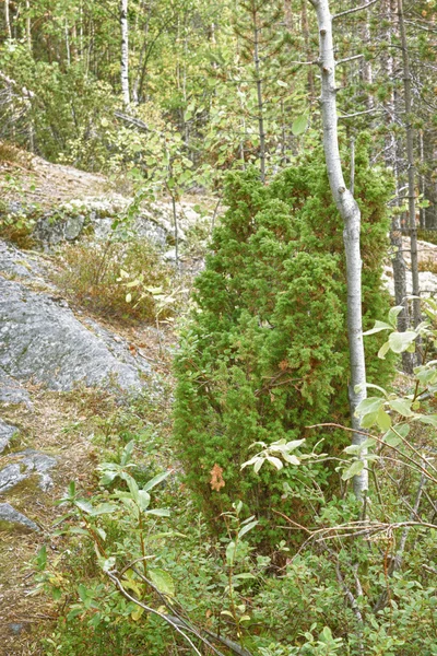 Juniper grows on rocks — Stock Photo, Image
