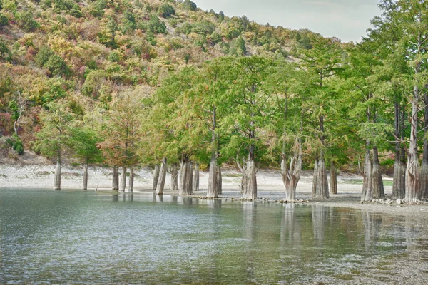 stock image Marsh cypress on the lake