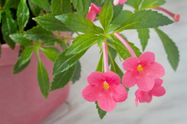 Pink flowers home plants clipart