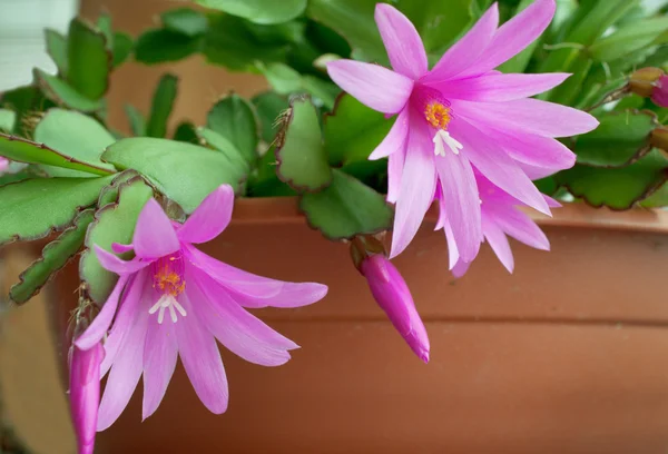 Beautiful flower of the cactus — Stockfoto