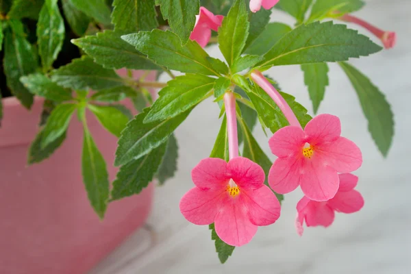 Flores cor de rosa plantas para casa — Fotografia de Stock