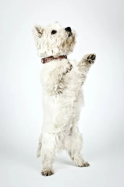 Weißer Terrier — Stockfoto
