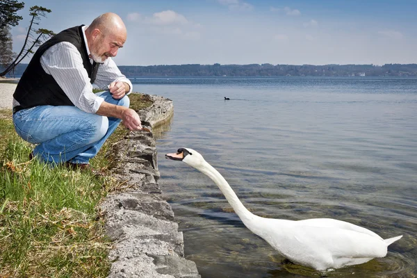 Old man and swan — Stock Photo, Image