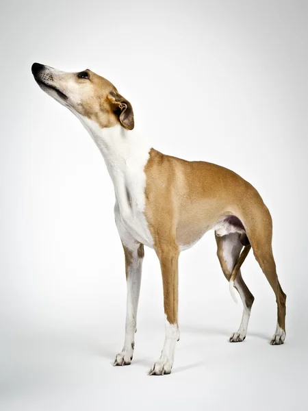 ホイッペット犬 — ストック写真