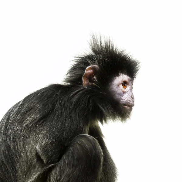 Schwarzer Affe mit orangefarbenem Auge — Stockfoto