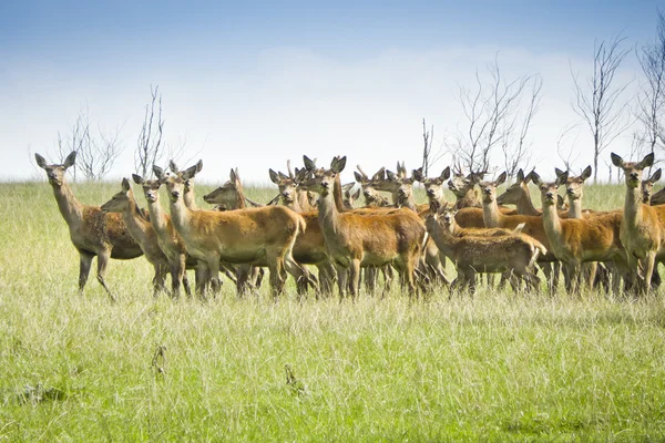 Wild deer — Stock Photo, Image