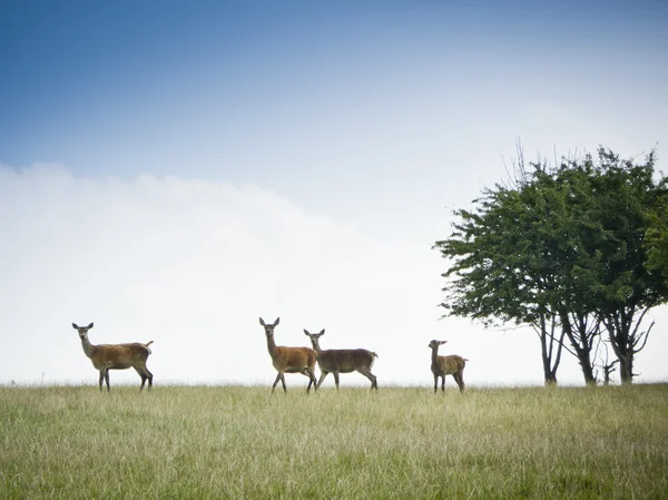 赤い鹿 — ストック写真