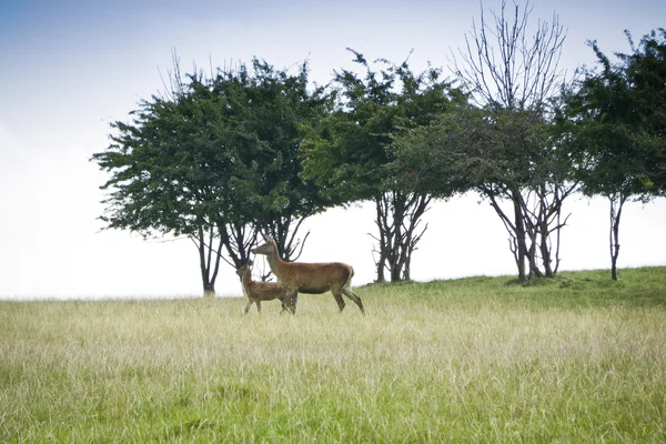 赤い鹿 — ストック写真