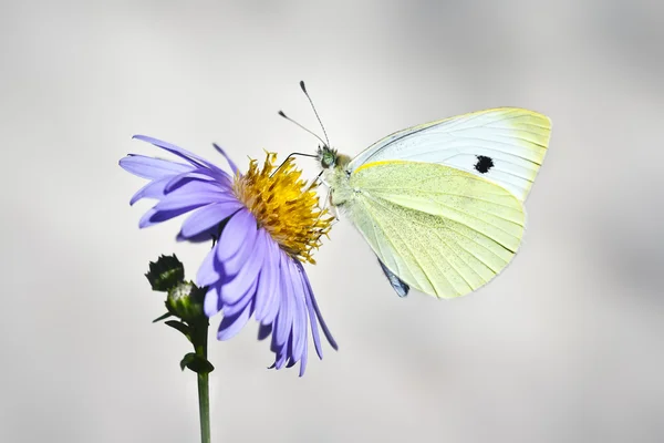 Λευκή πεταλούδα — Φωτογραφία Αρχείου