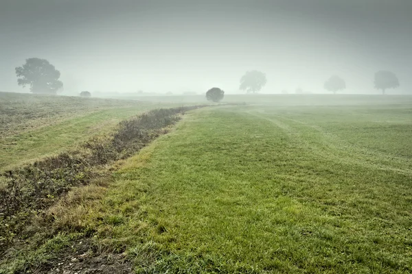 Nebel — Fotografie, imagine de stoc
