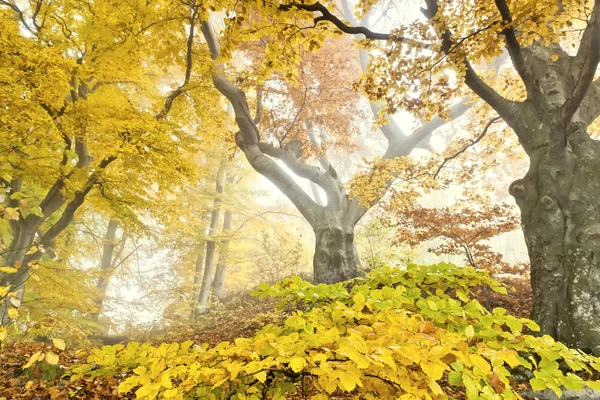 Foresta giallo autunno — Foto Stock