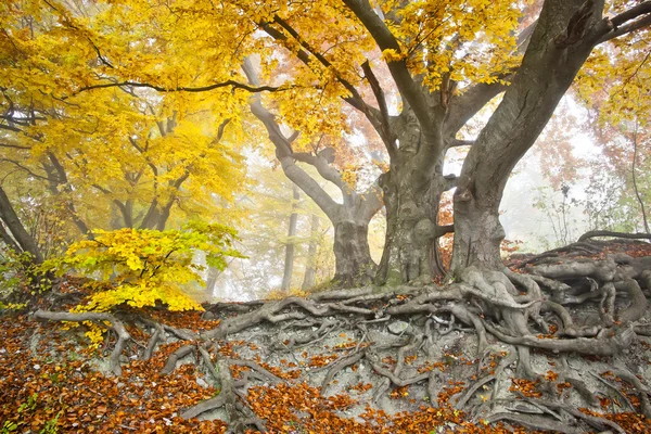 Желтый осенний лес — стоковое фото