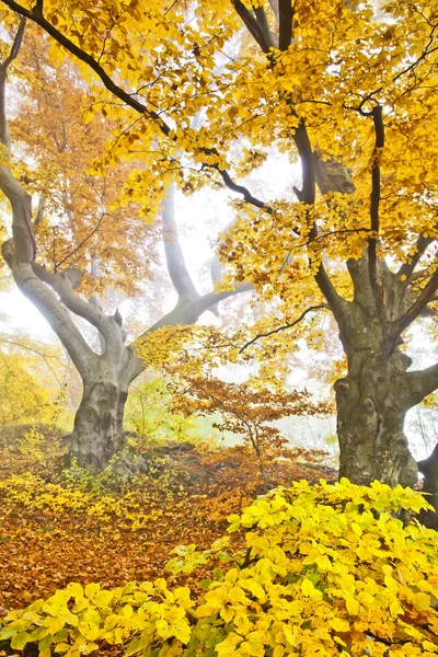 Sarı sonbahar orman — Stok fotoğraf