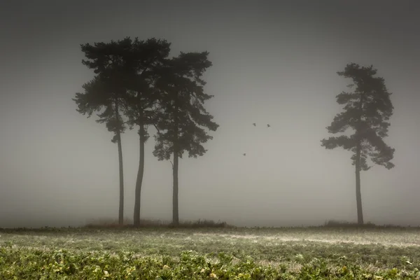 Δέντρο στην Ομίχλη — Φωτογραφία Αρχείου