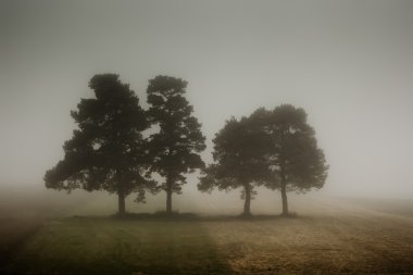 Nebel