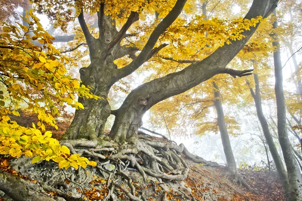 Žlutá podzimní Les — Stock fotografie