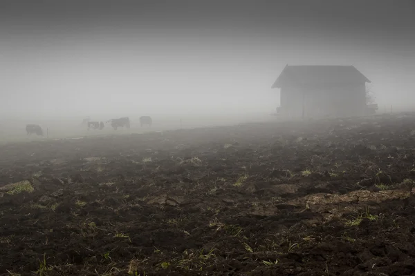 Nebel... — Fotografia de Stock