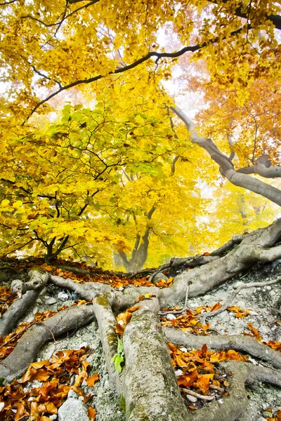Жовтий осінній ліс — стокове фото