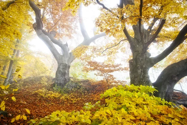 ป่าฤดูใบไม้ร่วงสีเหลือง — ภาพถ่ายสต็อก