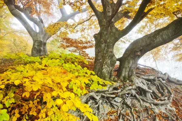 Жовтий осінній ліс — стокове фото