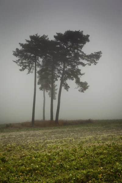 Nebel — Stock fotografie
