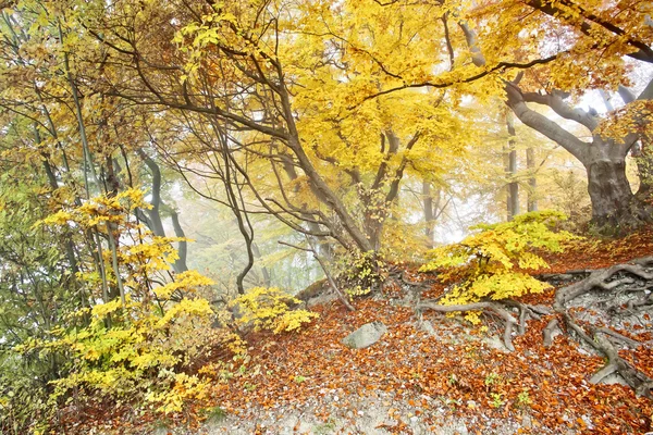 Yellow autumn forest — Stock Photo, Image