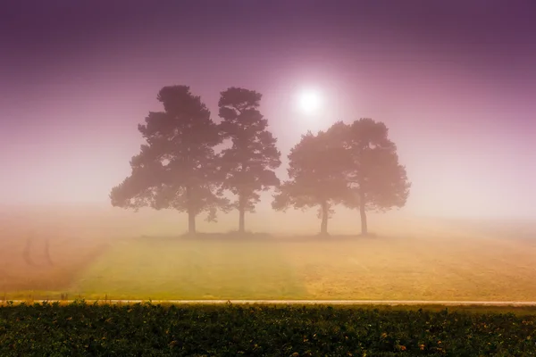 霧の太陽 — ストック写真