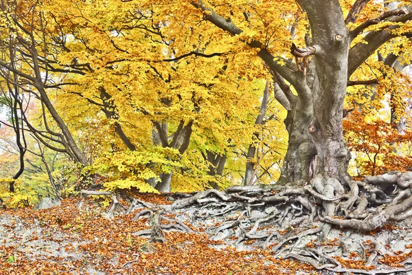 Gelber Herbstwald — Stockfoto
