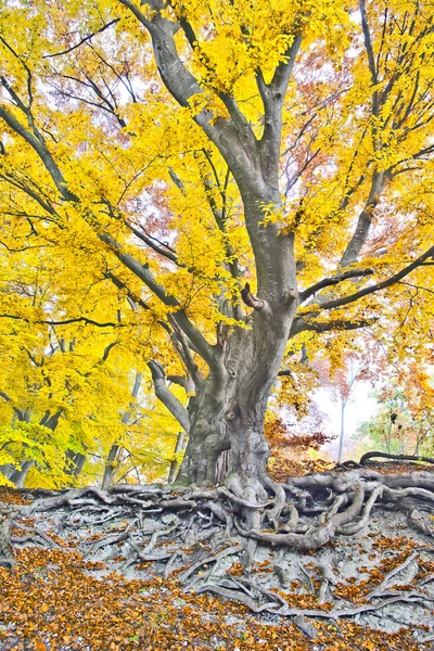 Gelber Herbstwald — Stockfoto