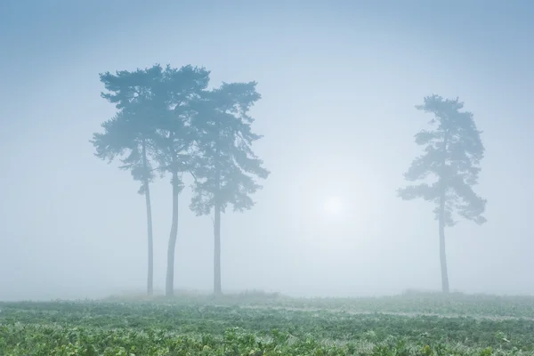 Солнце и туман — стоковое фото